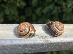 snail